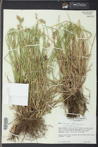 Carex longii image