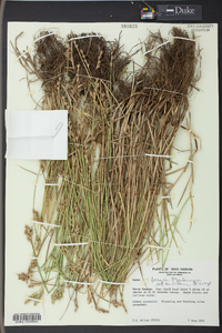 Carex longii image