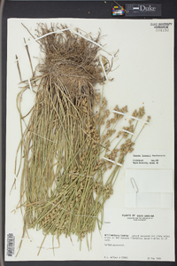 Carex longii image