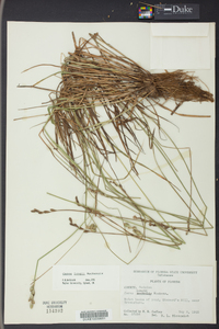 Carex longii image