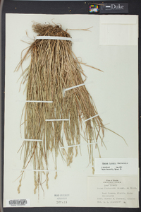 Carex longii image