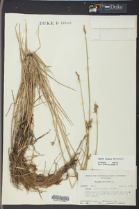 Carex longii image