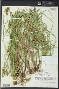 Carex longii image