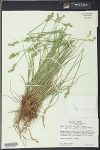 Carex longii image