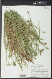 Carex longii image