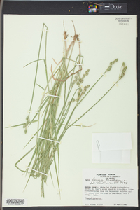 Carex longii image