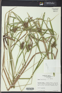 Carex louisianica image