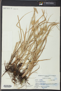 Carex louisianica image