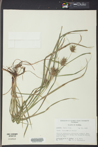 Carex louisianica image