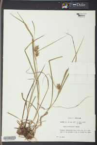 Carex louisianica image