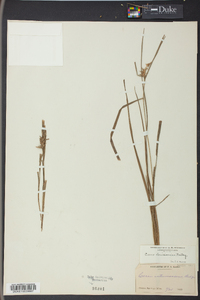 Carex louisianica image