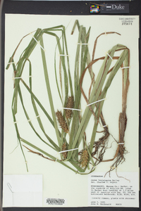 Carex louisianica image