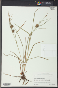 Carex louisianica image