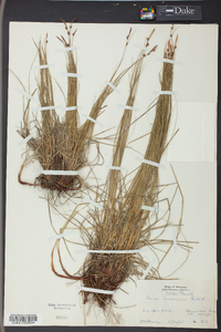 Carex lucorum image