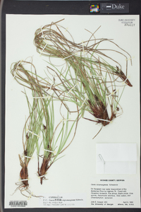 Carex nigromarginata image