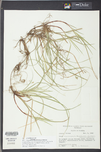 Carex floridana image