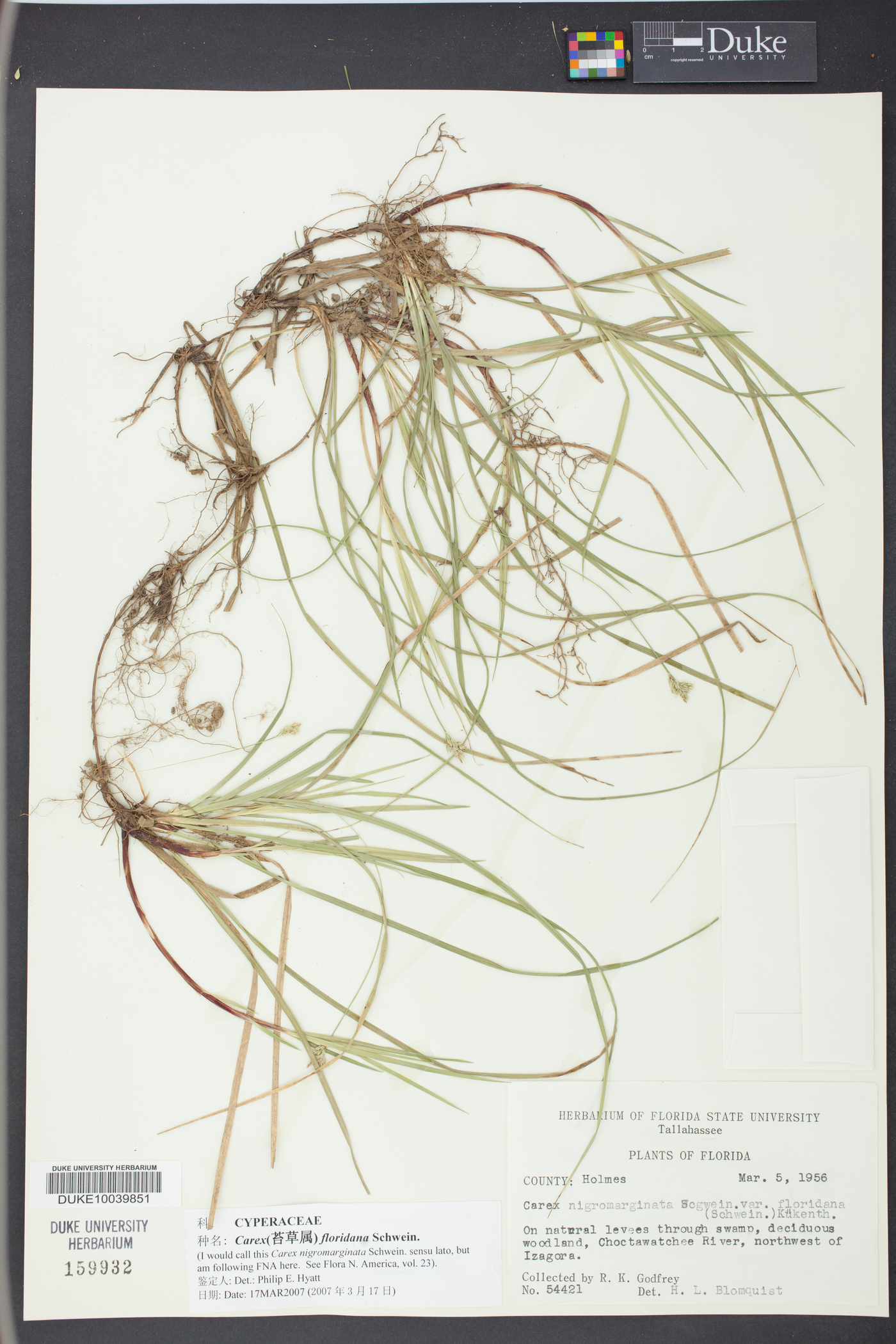 Carex floridana image