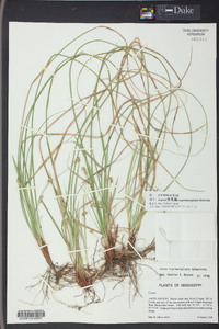 Carex nigromarginata image