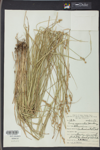 Carex normalis image