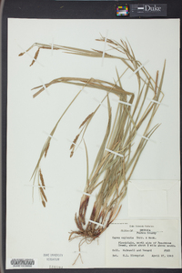 Carex oxylepis image