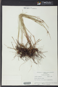 Carex pauciflora image