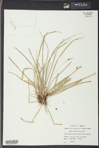 Carex pedunculata image