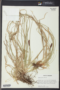 Carex picta image