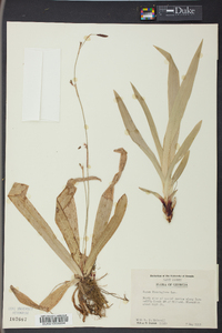 Carex plantaginea image