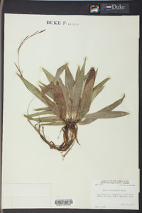 Carex platyphylla image