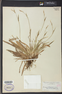 Carex platyphylla image