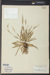 Carex platyphylla image