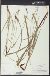 Carex purpurifera image