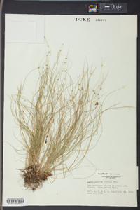 Carex radiata image