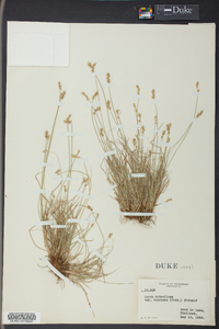 Carex retroflexa image