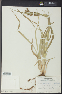 Carex scabrata image