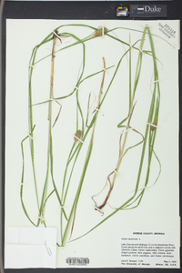 Carex squarrosa image