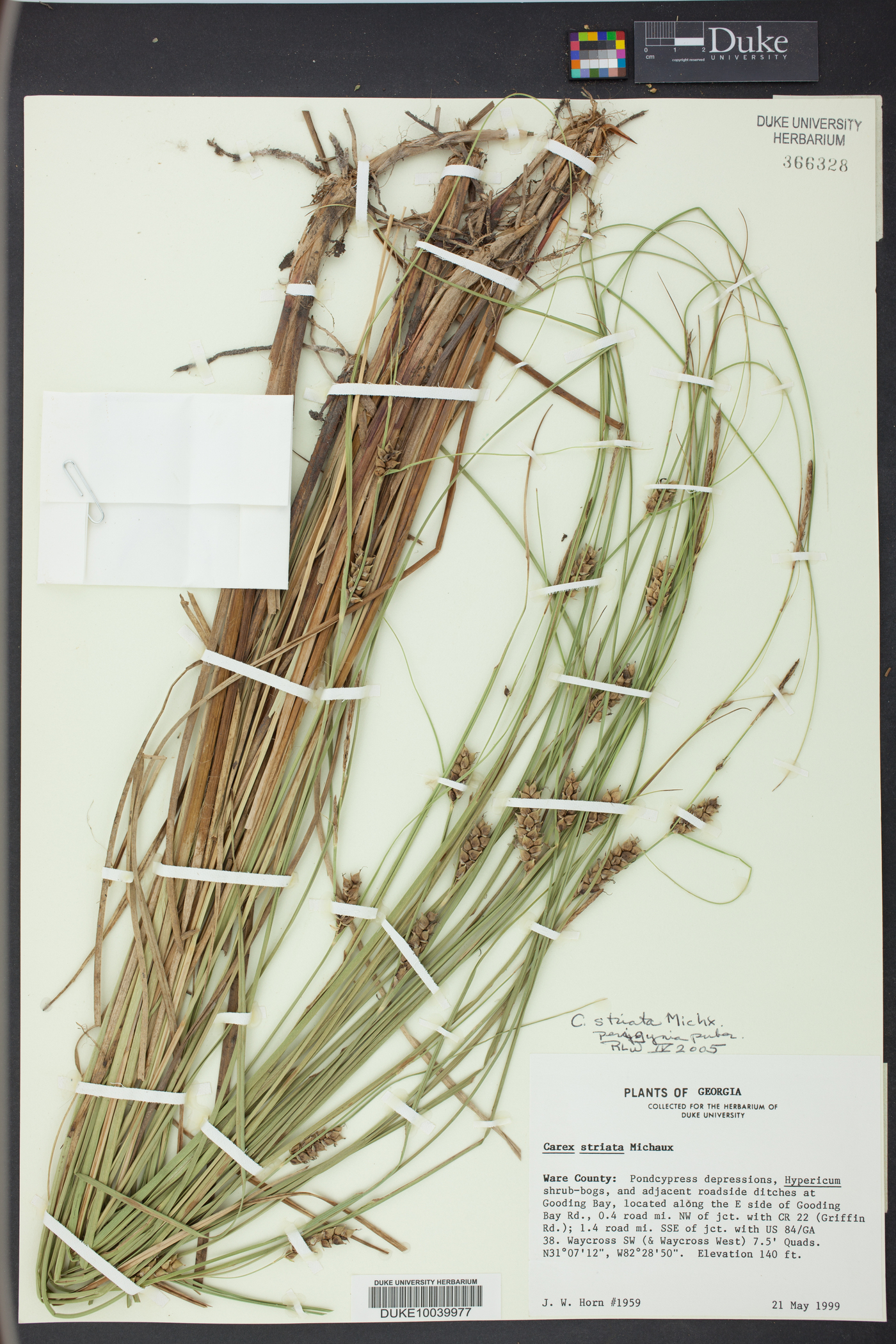 Carex striata image