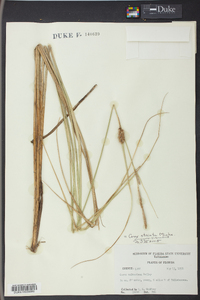 Carex striata image