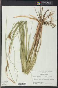 Carex striata image