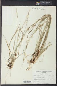 Carex striatula image