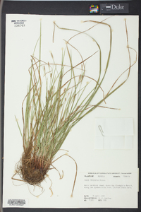 Carex striatula image