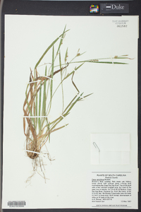 Carex styloflexa image