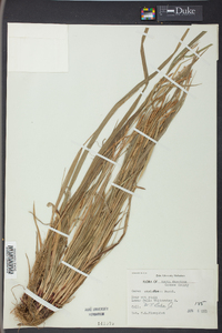 Carex styloflexa image