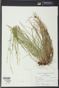 Carex styloflexa image