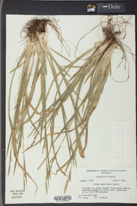 Carex styloflexa image