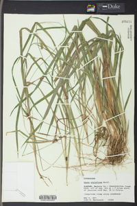 Carex styloflexa image