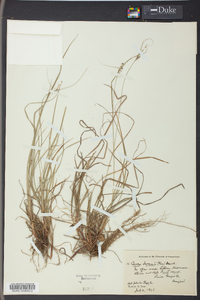 Carex swanii image