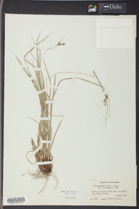 Carex swanii image