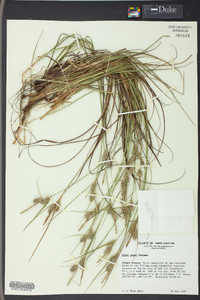 Carex tenax image