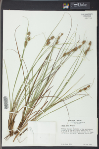 Carex tenax image